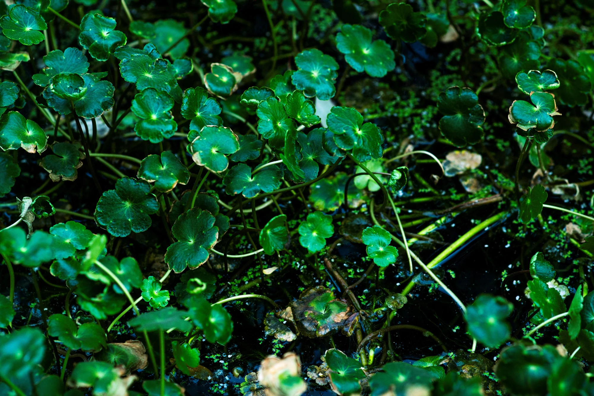 Plantas acuáticas en un humedal artificial